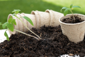 Growing plant seedlings